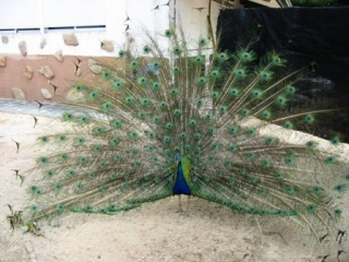  the peacock 